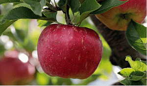 apple boosts female libido